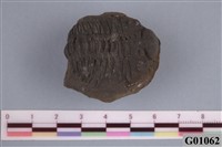 藏品(三葉蟲)的圖片